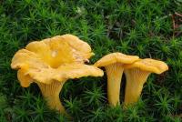 Dream Interpretation why dream of picking mushrooms