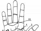 The meaning of signs on the hand in palmistry Rare signs on the palm and their meaning