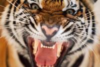 Tiger: description and characteristics