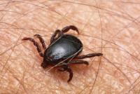 The magic of numbers Seeing in a dream on the body of ticks