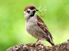 Sparrow knocks on the window - about signs, and how to make them happy