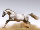 Dream Interpretation: why dream of riding, riding and riding a horse in a dream?